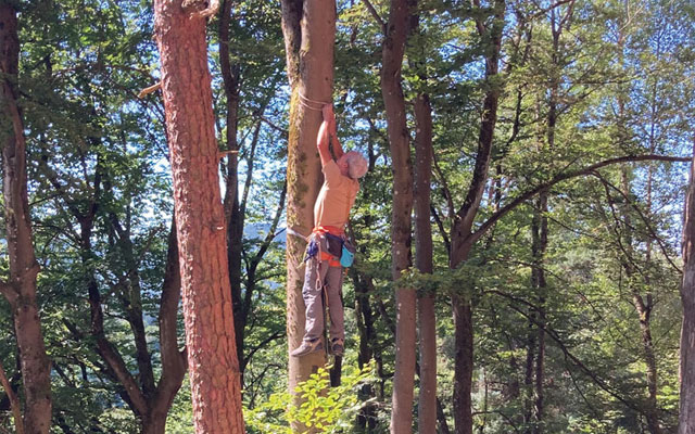 Martin im Baum